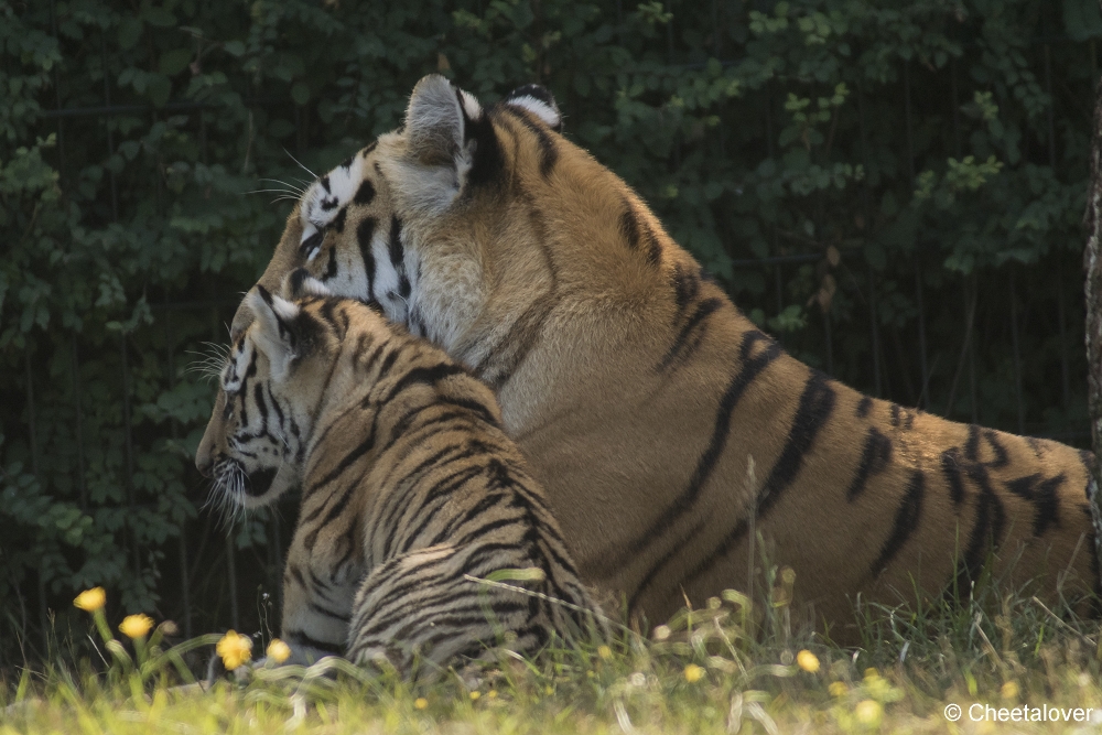 DSC00146.JPG - Amoertijger met welpen