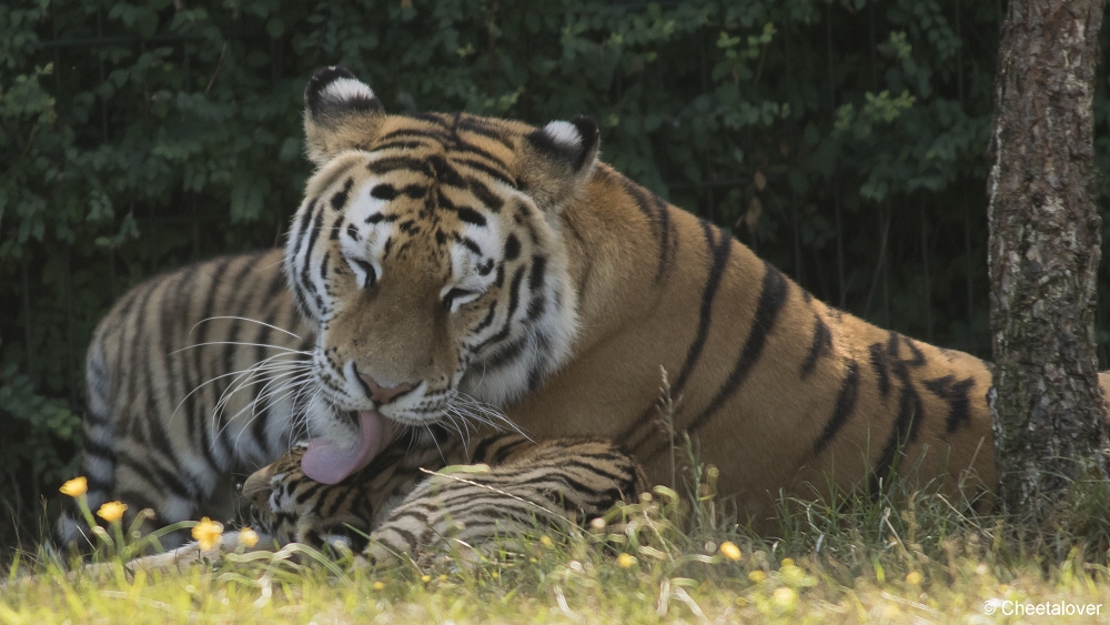 DSC00153.JPG - Amoertijger met welpen