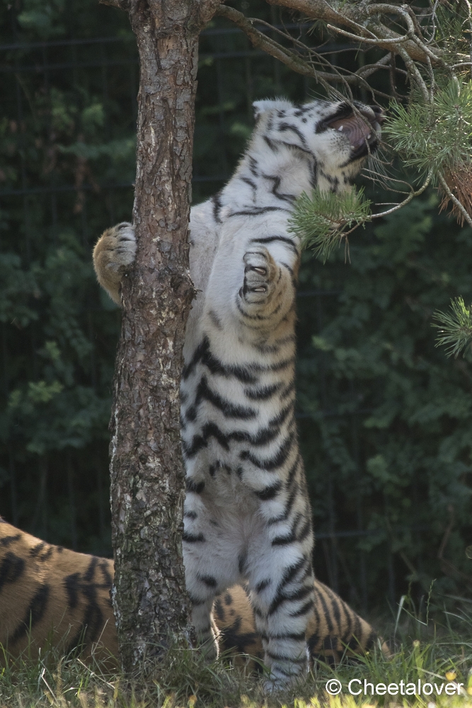 DSC00172.JPG - Amoertijger met welpen