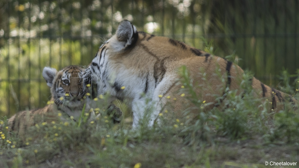 DSC00250.JPG - Amoertijger met welpen