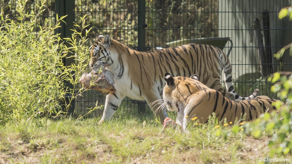 DSC00257.JPG - Amoertijger met welpen