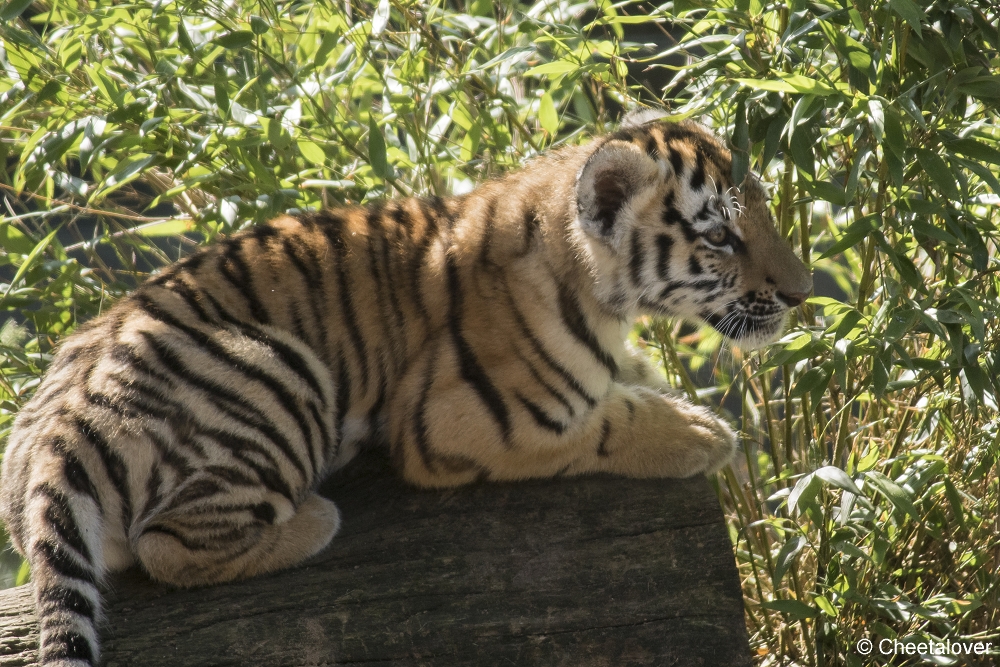 DSC00278.JPG - Amoertijger met welpen