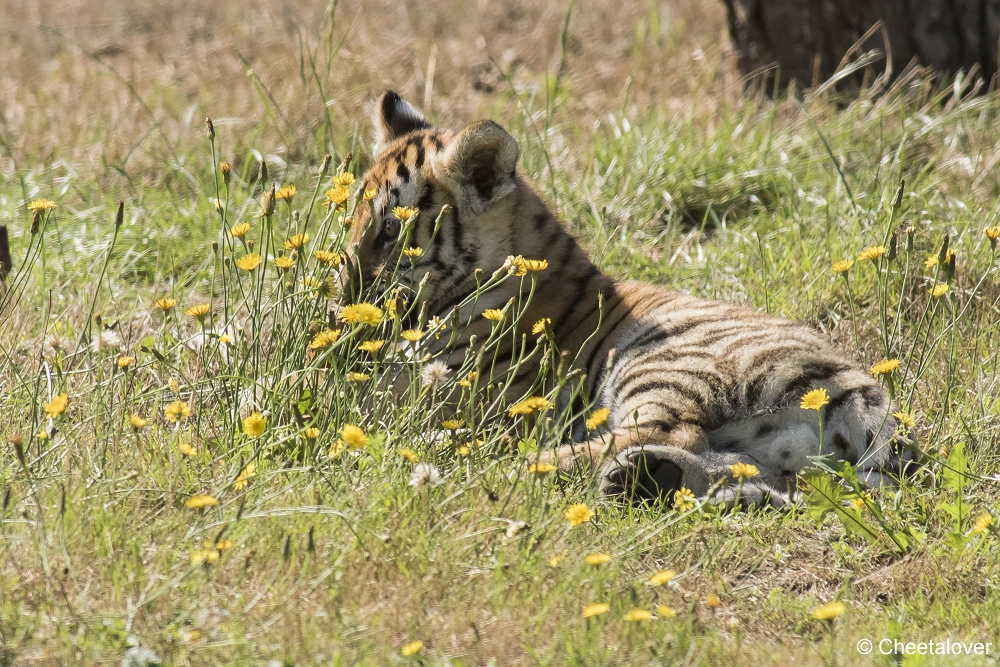 DSC00316.JPG - Amoertijger met welpen