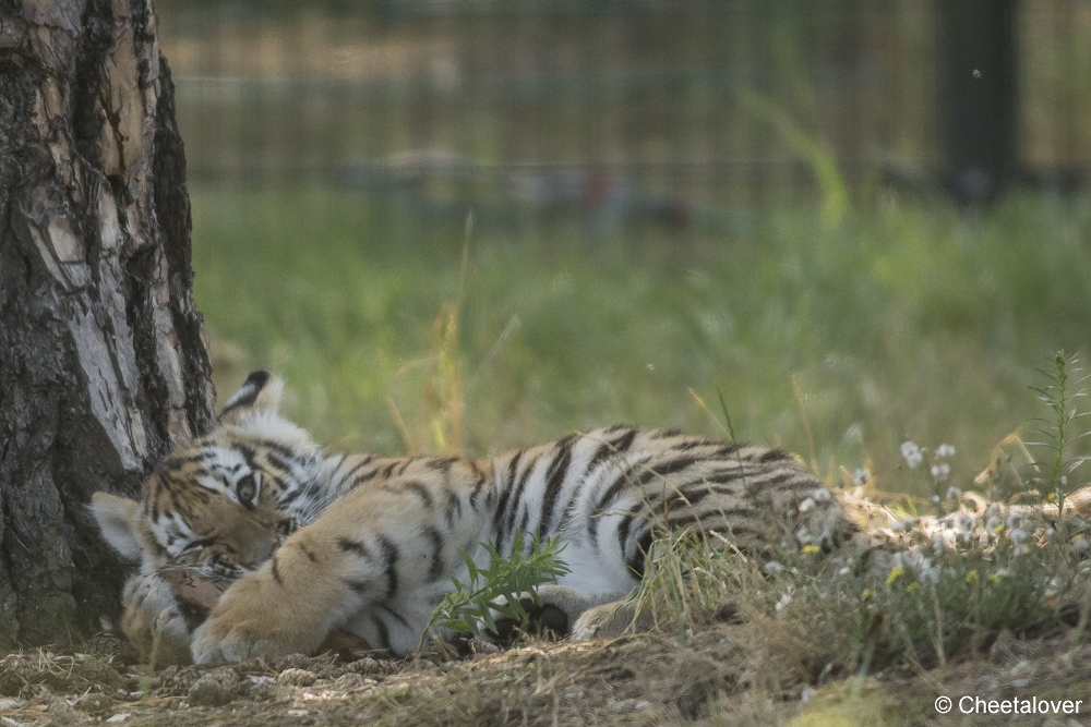 DSC00347.JPG - Amoertijger met welpen