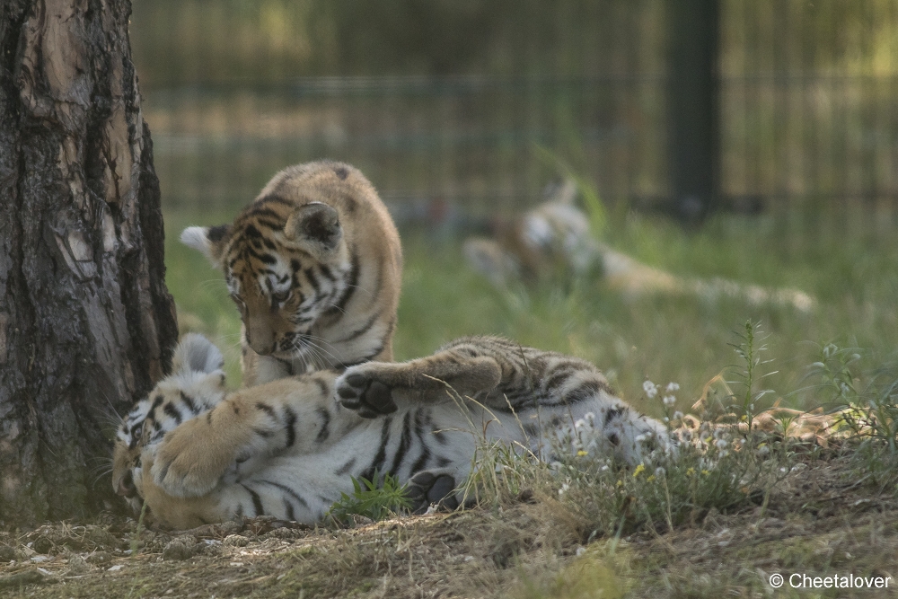 DSC00353.JPG - Amoertijger met welpen