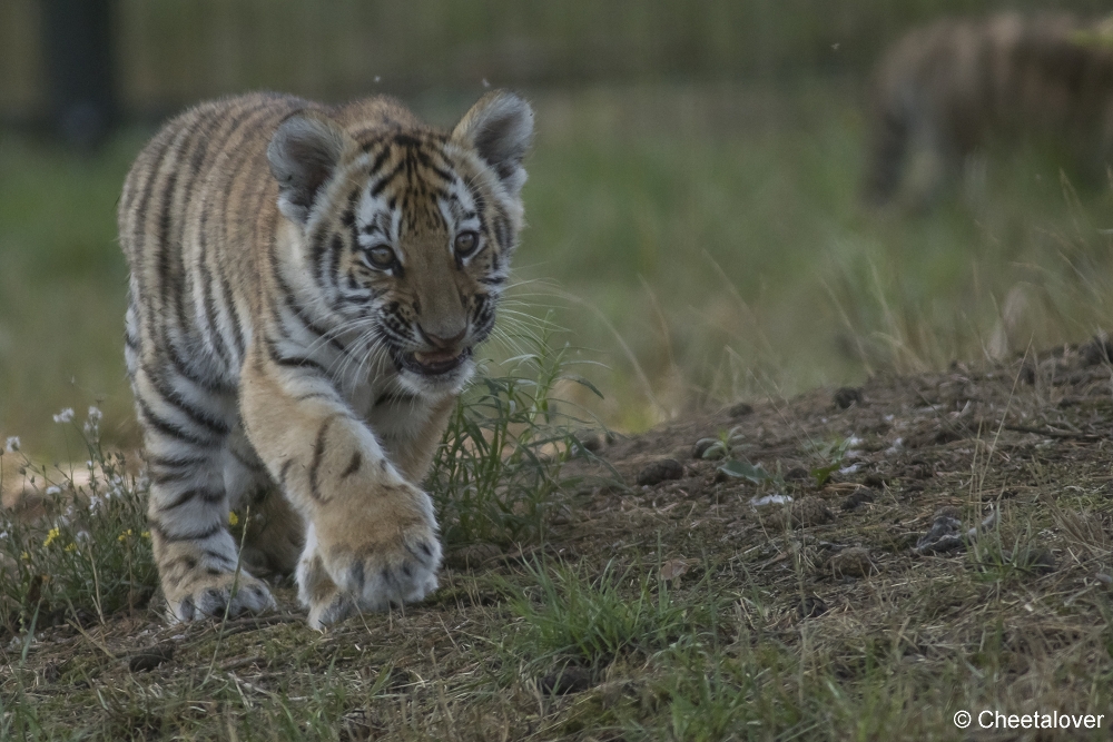 DSC00380.JPG - Amoertijger met welpen