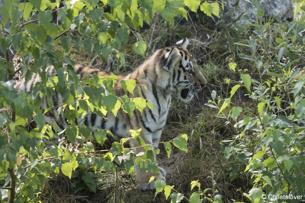 DSC00399.JPG - Amoertijger met welpen