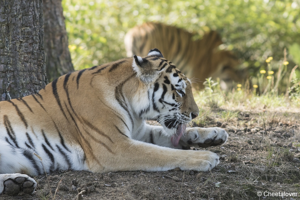 DSC00439.JPG - Amoertijger met welpen