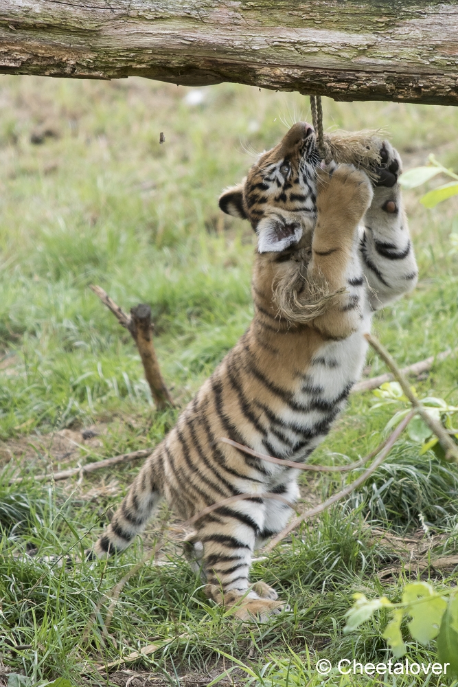 DSC00881.JPG - Amoertijger met welpen