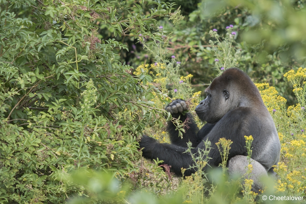 DSC00960.JPG - Laaglandgorilla