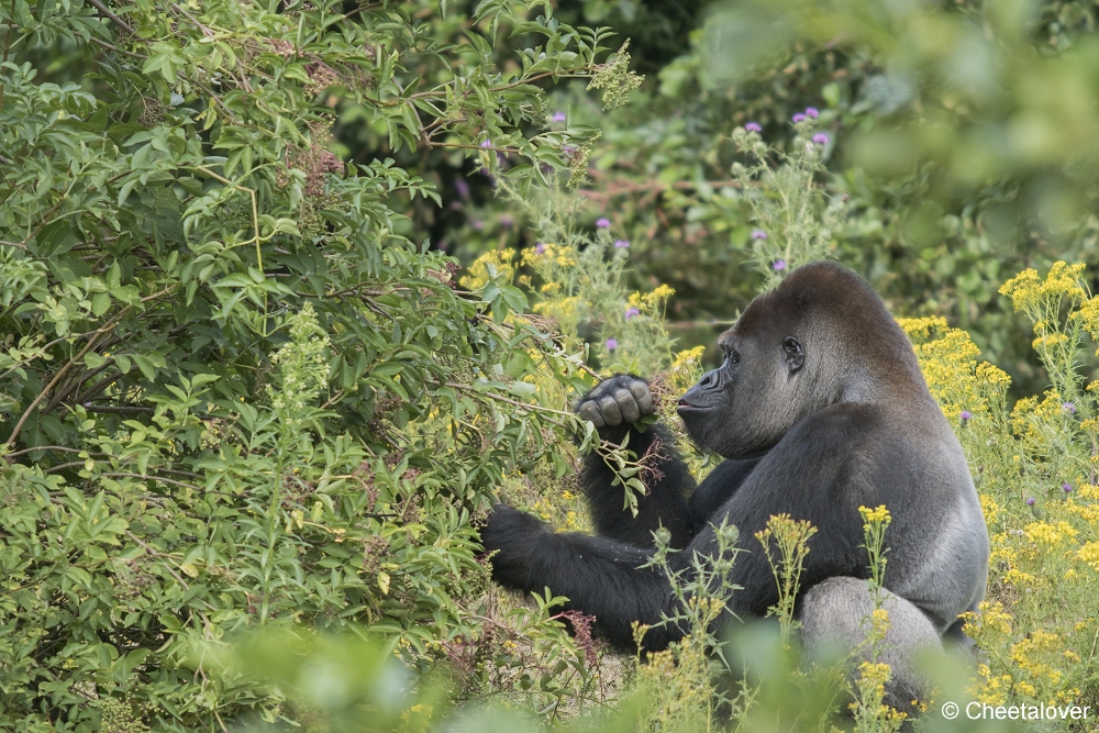 DSC00961.JPG - Laaglandgorilla