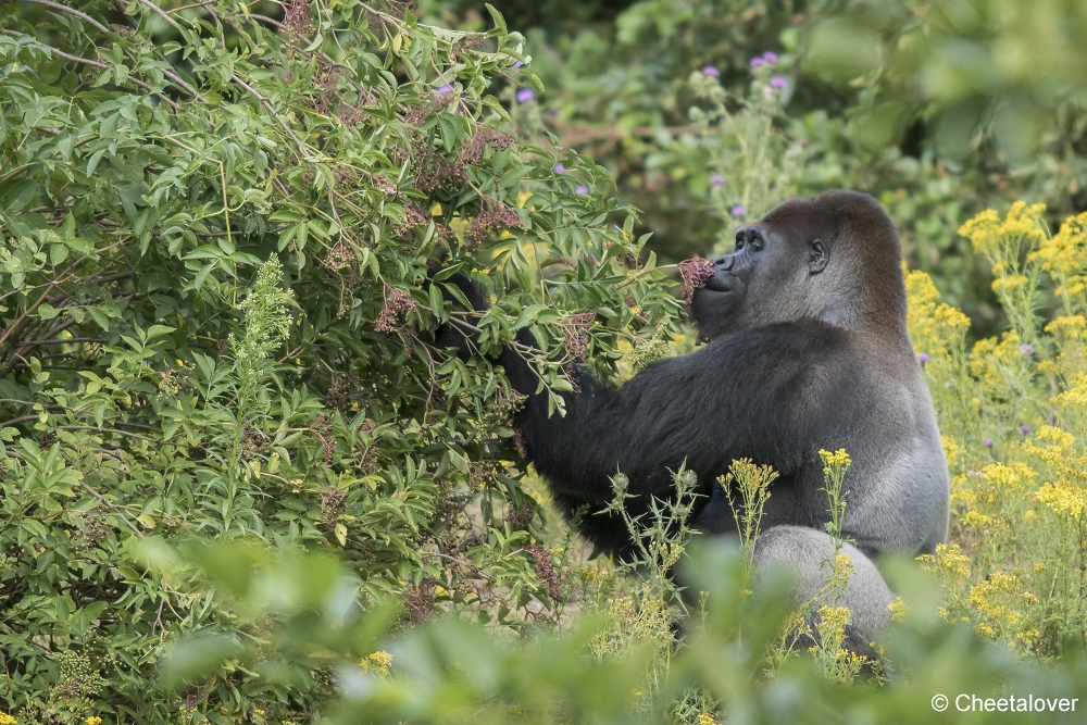 DSC00973.JPG - Laaglandgorilla