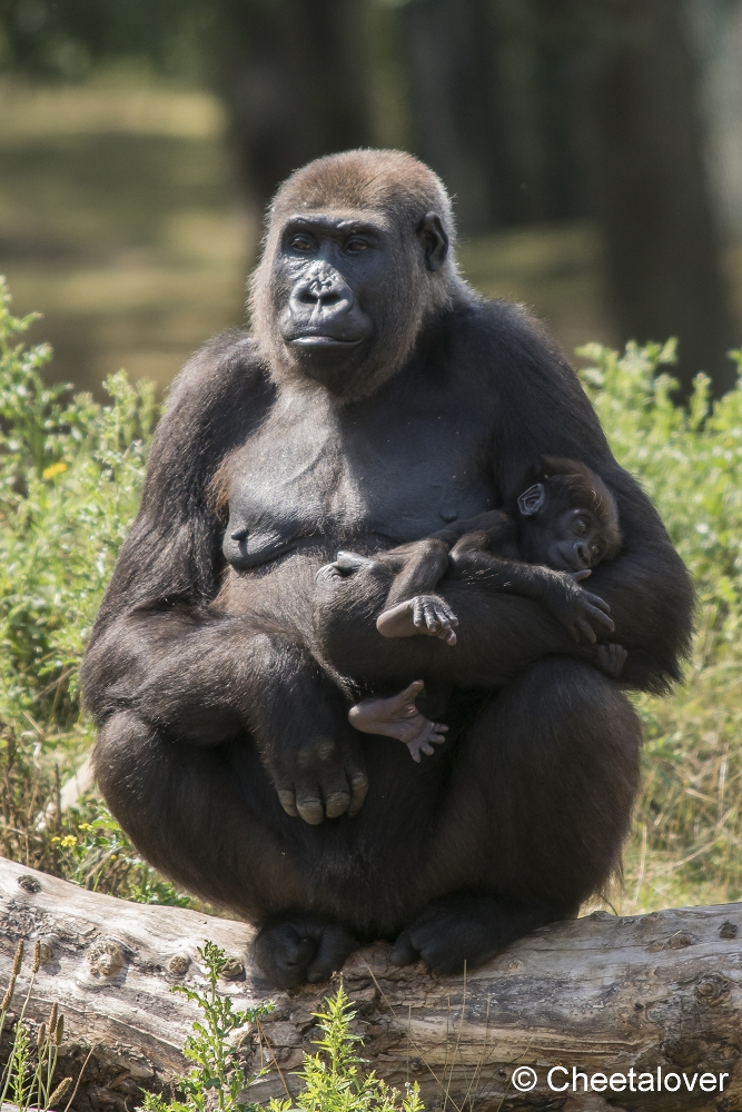 DSC01100.JPG - Laaglandgorilla