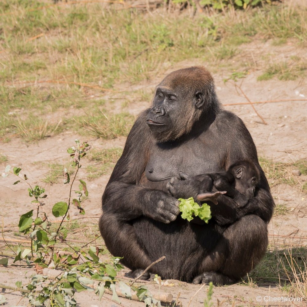 DSC00001.JPG - Westelijke Laaglandgorilla