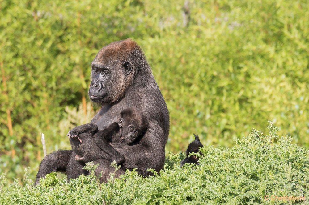 DSC00026.JPG - Westelijke Laaglandgorilla