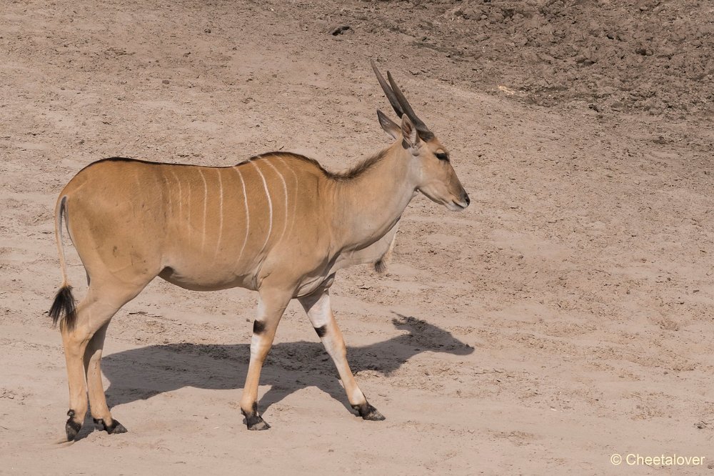 DSC00032.JPG - Elandantilope