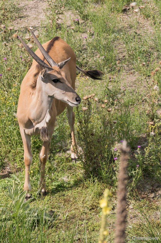 DSC00037.JPG - Elandantilope