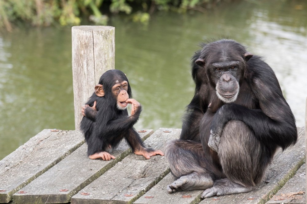 DSC00044.JPG - West-Afrikaanse Chimpansee