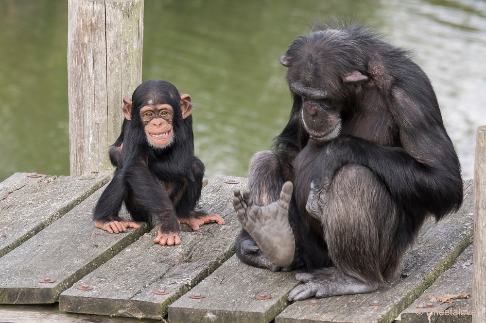 DSC00046.JPG - West-Afrikaanse Chimpansee