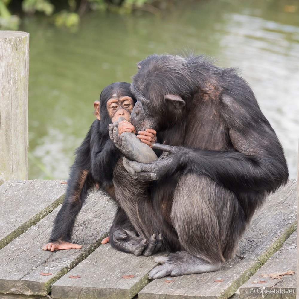 DSC00048.JPG - West-Afrikaanse Chimpansee