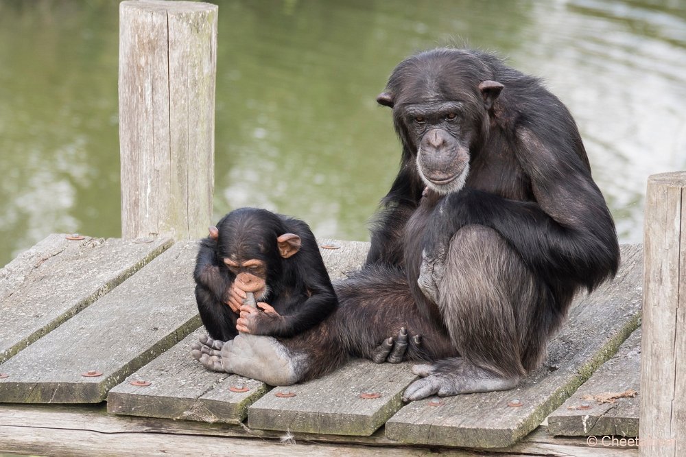 DSC00051.JPG - West-Afrikaanse Chimpansee