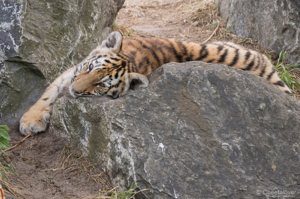 DSC00241.JPG - Amoer Tijger Welpen