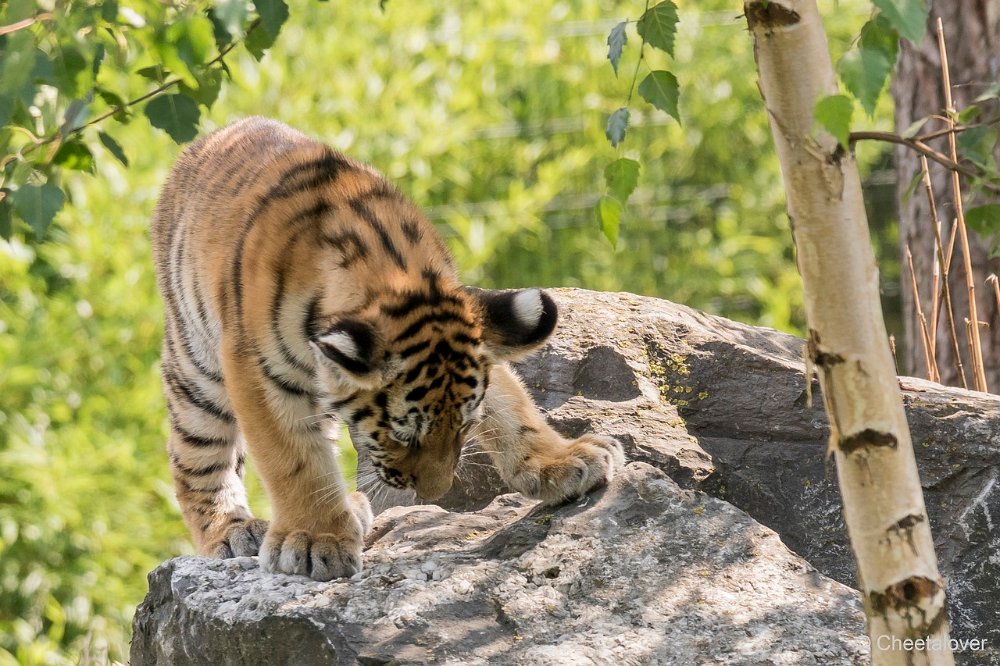 DSC00277.JPG - Amoer Tijger Welpen