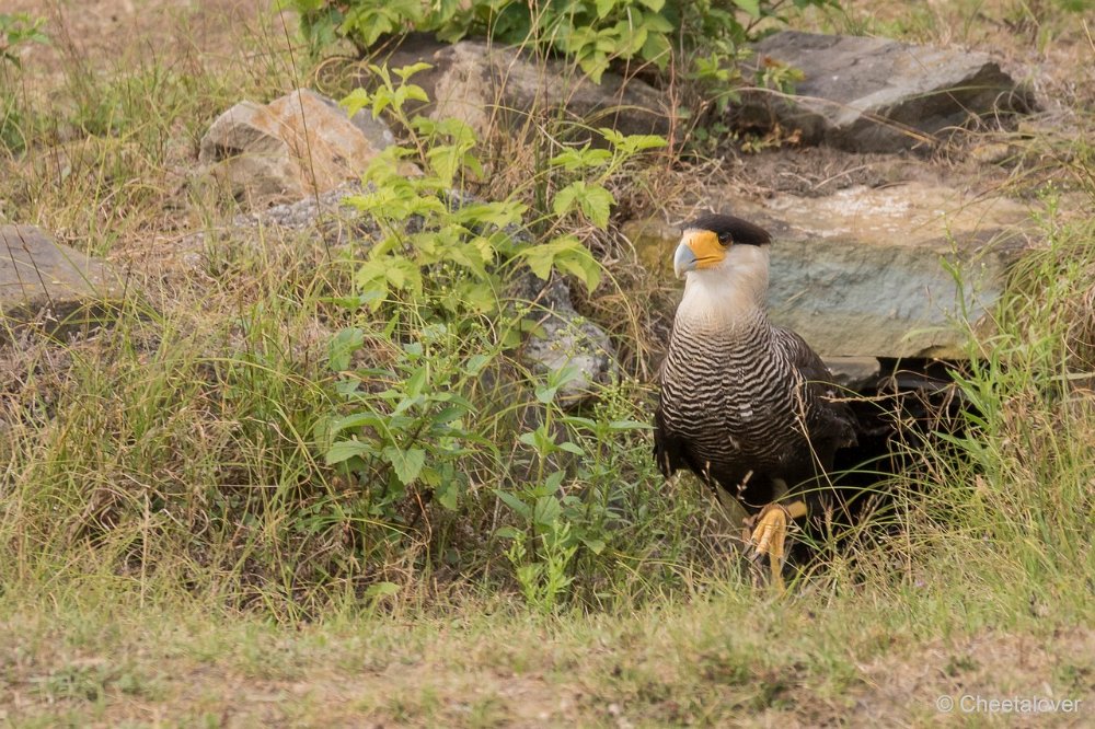 DSC00427.JPG - Caracara