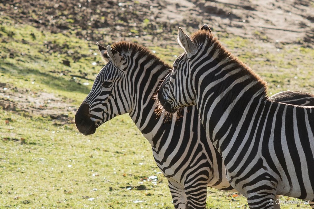 DSC00015.JPG - Grant Zebra