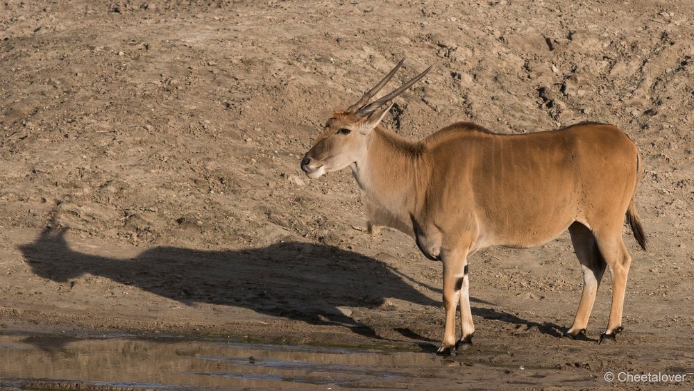 DSC00063.JPG - Eland Antilope