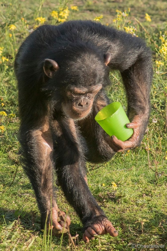 DSC00067.JPG - West-Afrikaanse Chimpansee
