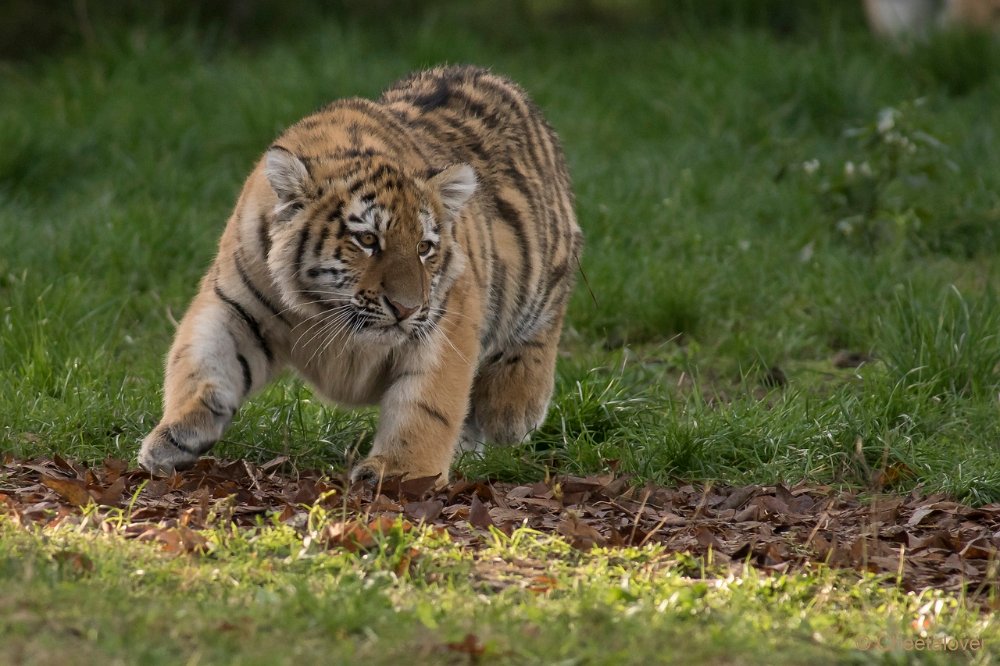 DSC00153.JPG - Amoer Tijger