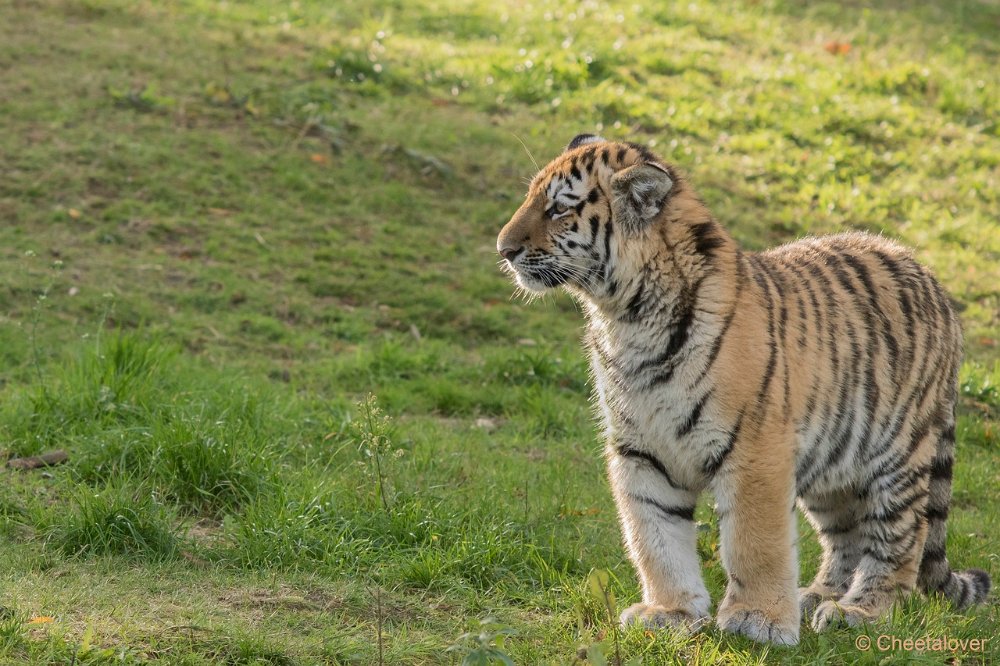 DSC00267.JPG - Amoer Tijger