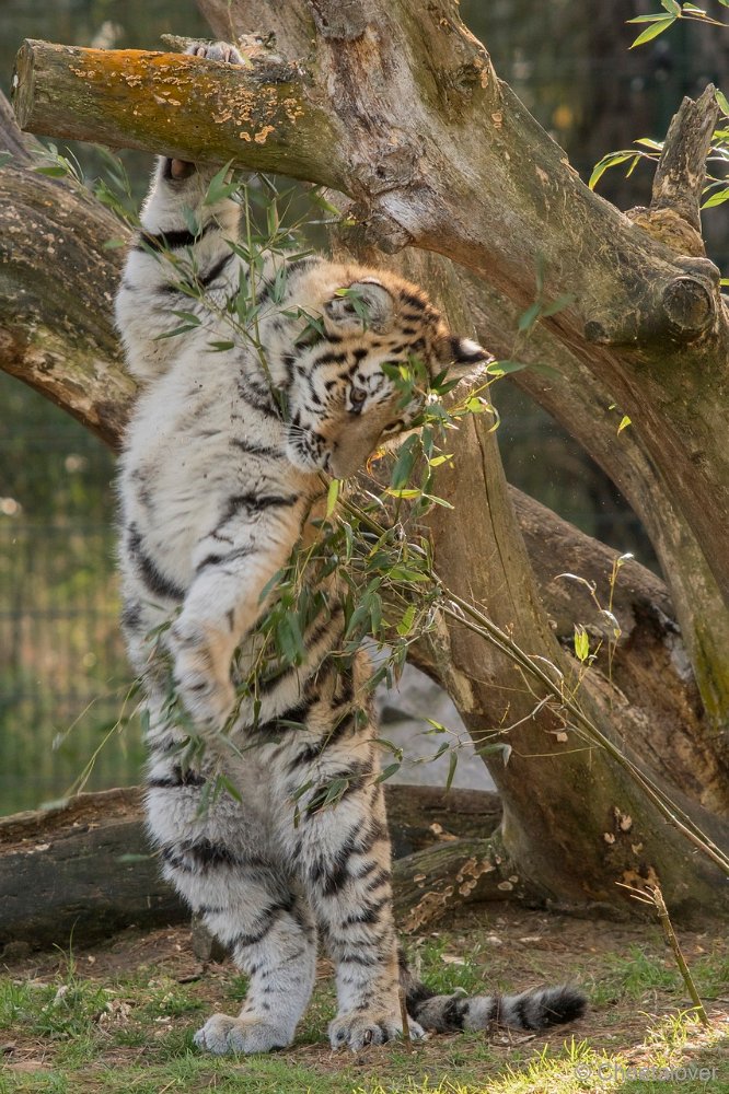 DSC00474.JPG - Amoer Tijger