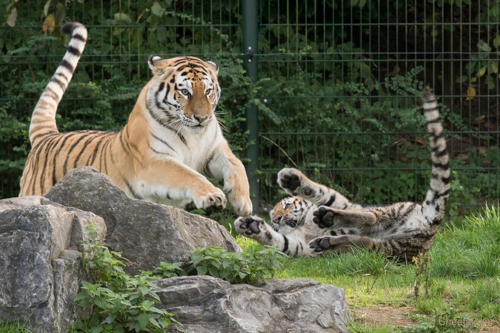 DSC00556.JPG - Amoer Tijger