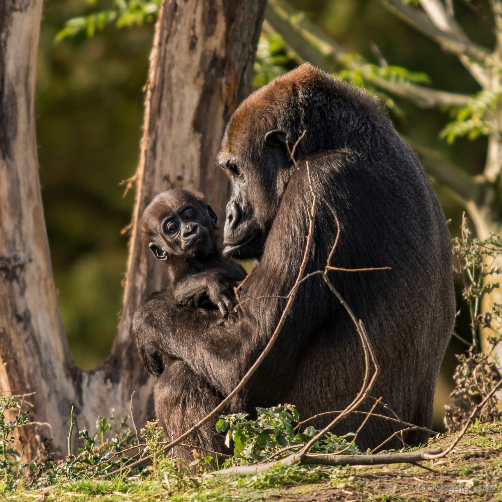 DSC01047.JPG - Westelijke Laagland Gorilla