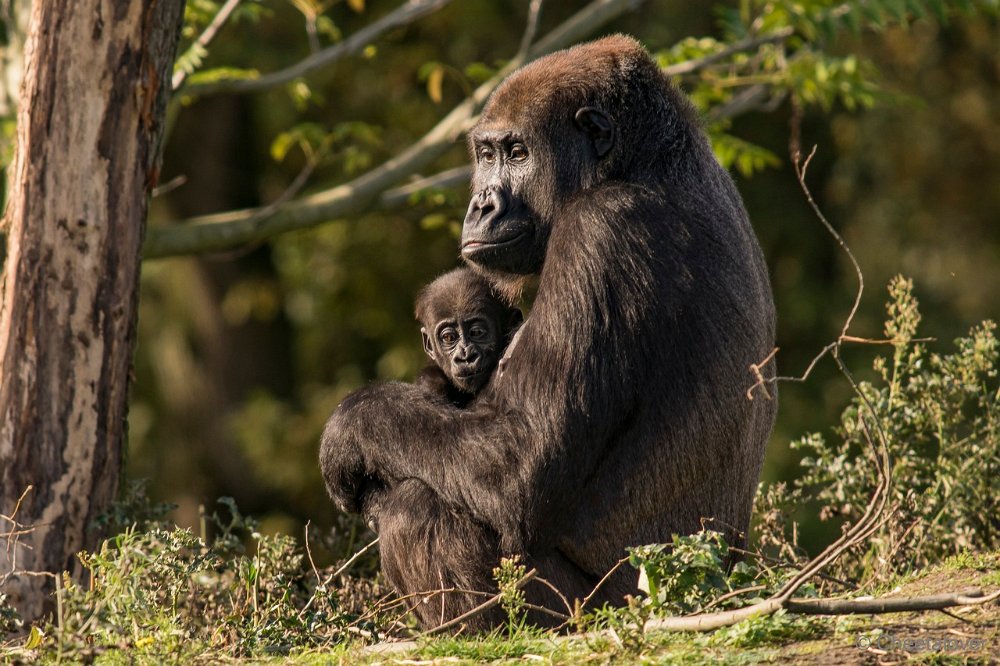 DSC01076.JPG - Westelijke Laagland Gorilla