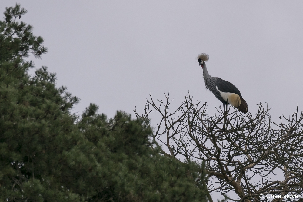 DSC00009.JPG - Kroonkraanvogel