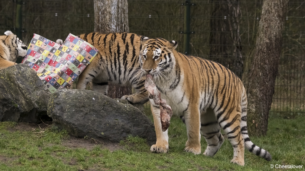 DSC00032.JPG - Kerstkadootjes voor de Amoer Tijgers