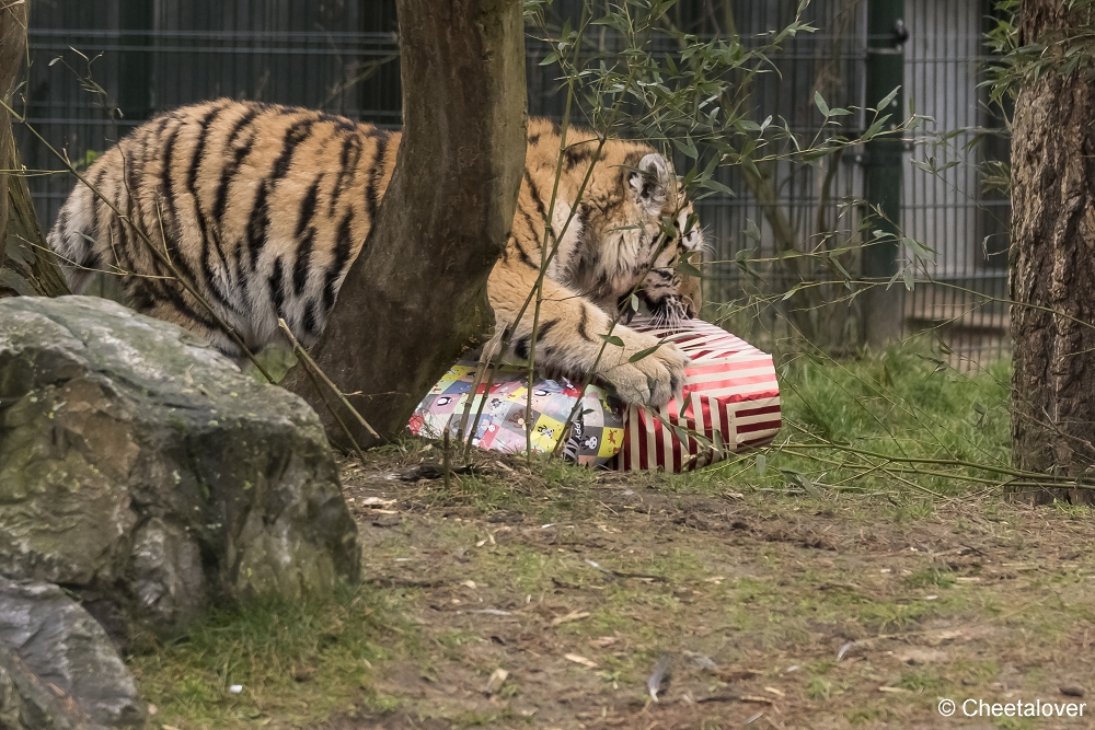 DSC00040.JPG - Kerstkadootjes voor de Amoer Tijgers