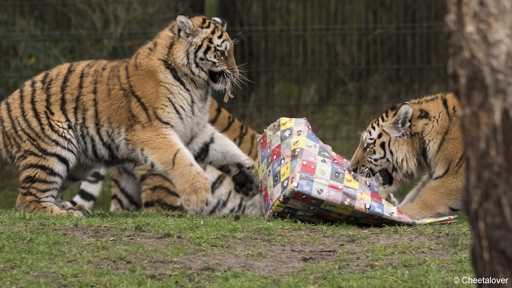 DSC00047.JPG - Kerstkadootjes voor de Amoer Tijgers