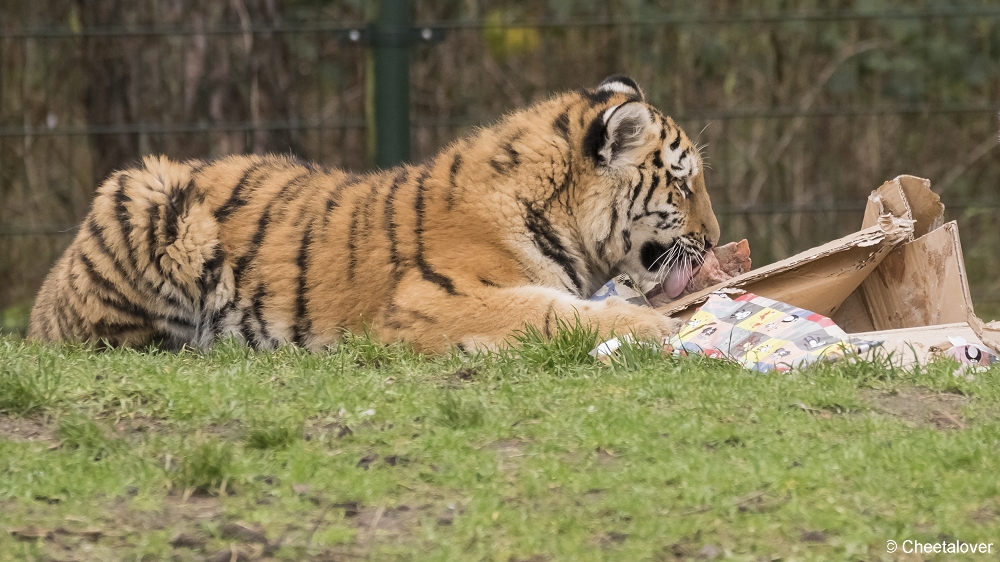 DSC00058.JPG - Kerstkadootjes voor de Amoer Tijgers