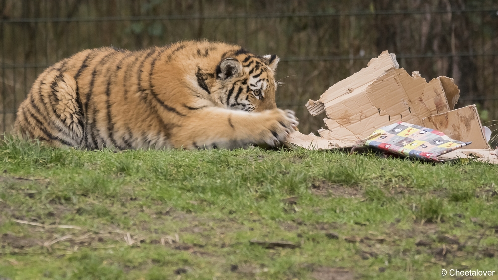 DSC00071.JPG - Kerstkadootjes voor de Amoer Tijgers