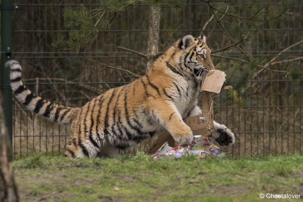 DSC00093.JPG - Kerstkadootjes voor de Amoer Tijgers