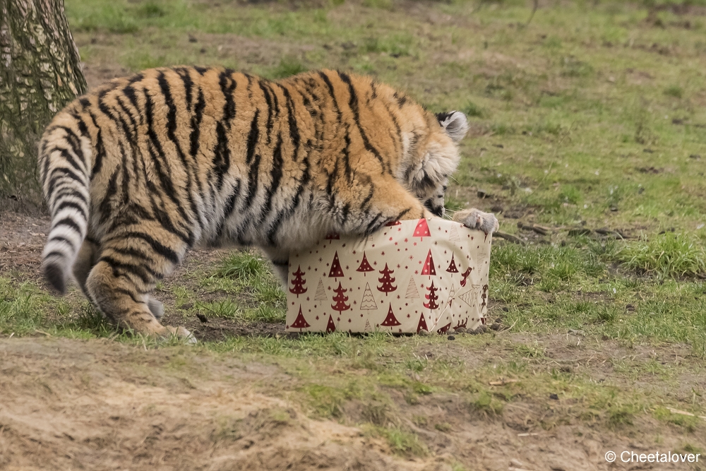 DSC00121.JPG - Kerstkadootjes voor de Amoer Tijgers