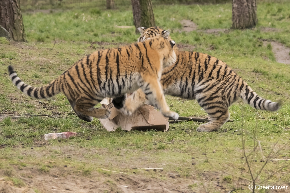 DSC00135.JPG - Kerstkadootjes voor de Amoer Tijgers