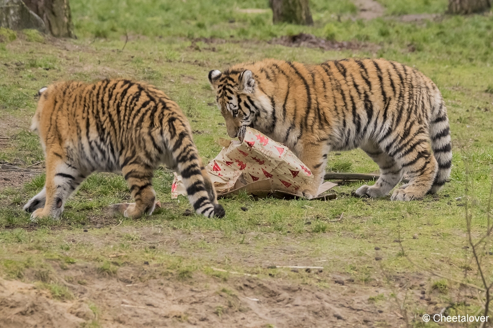 DSC00139.JPG - Kerstkadootjes voor de Amoer Tijgers