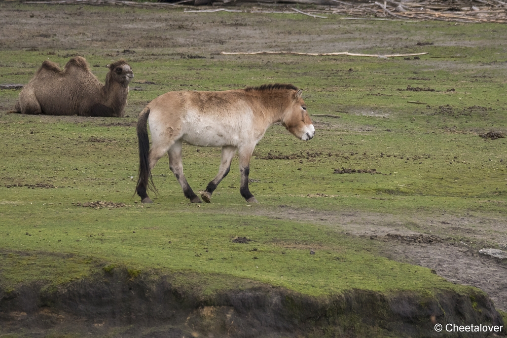 DSC00378.JPG - Przewalskipaard