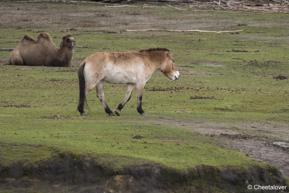 DSC00378.JPG - Przewalskipaard