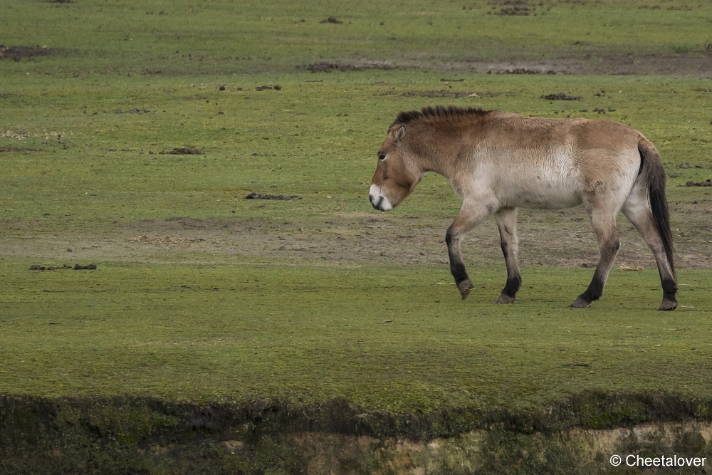 DSC00382.JPG - Przewalskipaard